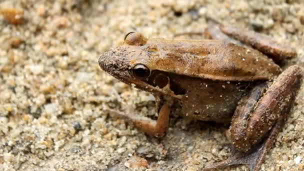 Frosch im Sand — Stockvideo